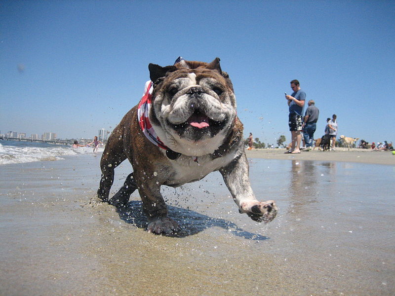 best beaches in Los Angeles -  Rosie’s Dog Beach