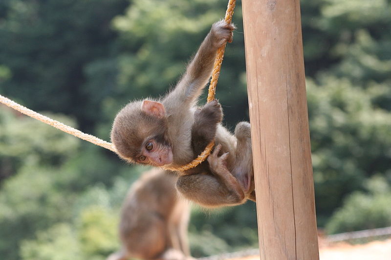 things to do in Kyoto - Monkey Park