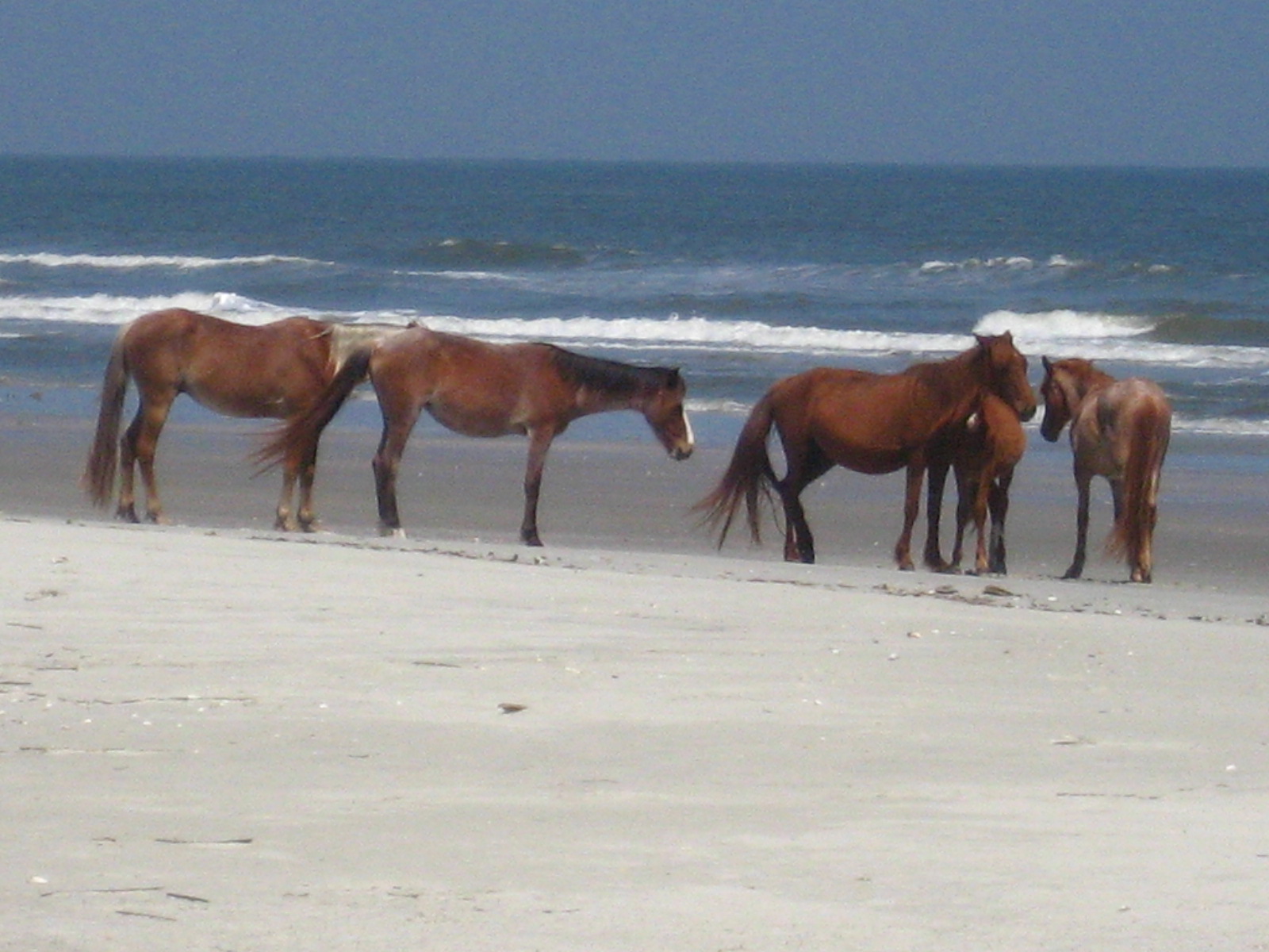 places to visit in georgia - Cumberland Island