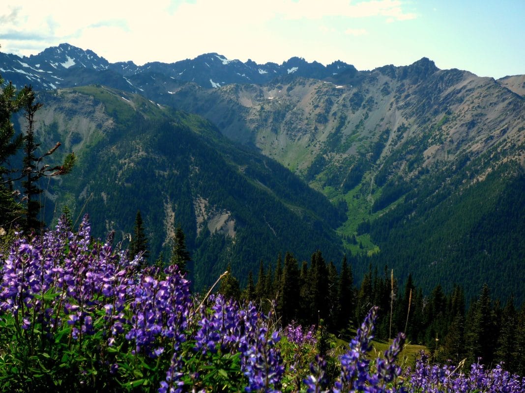 Lake Cushman - Go Hiking