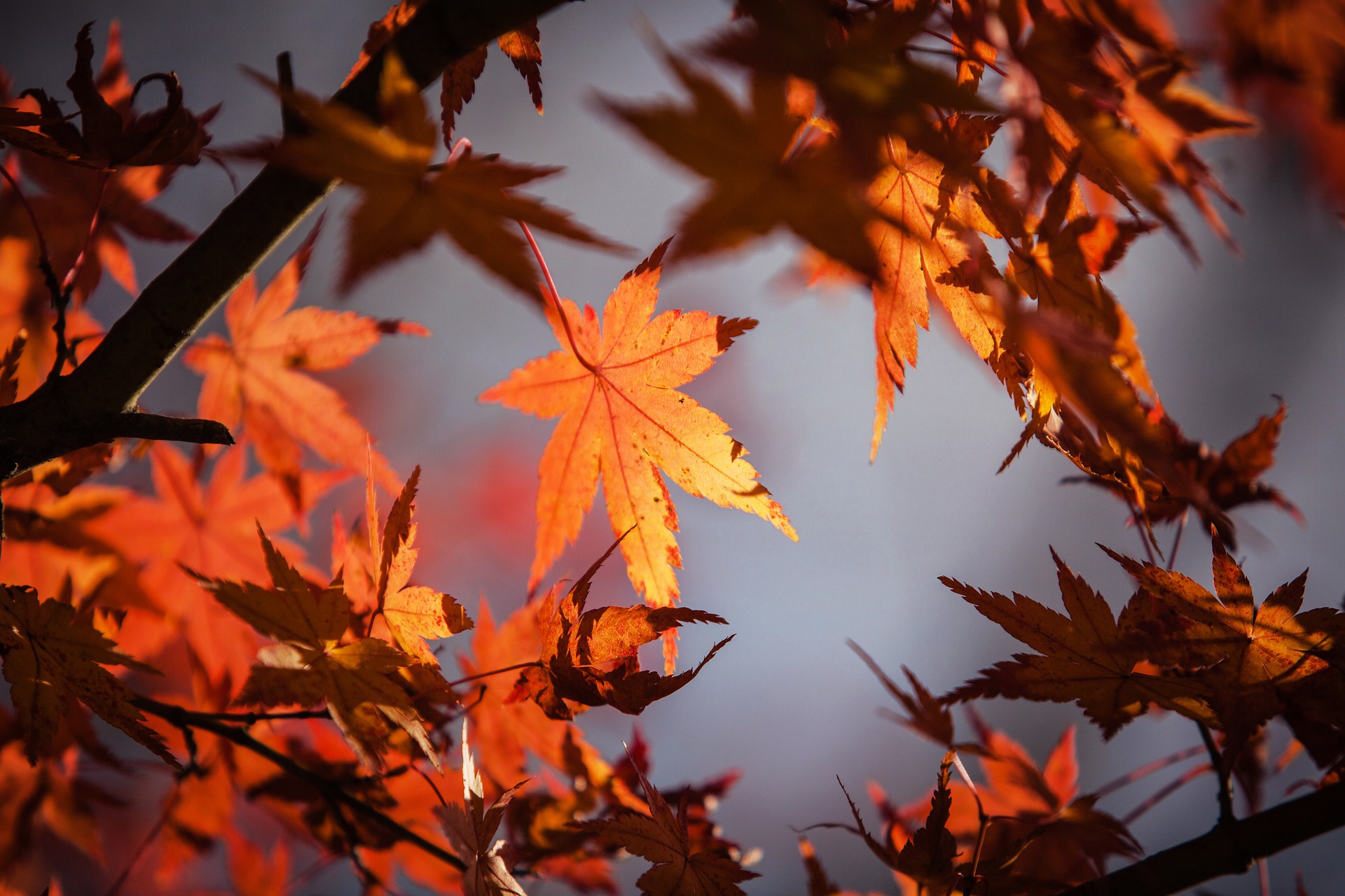 fall camping - Peak fall