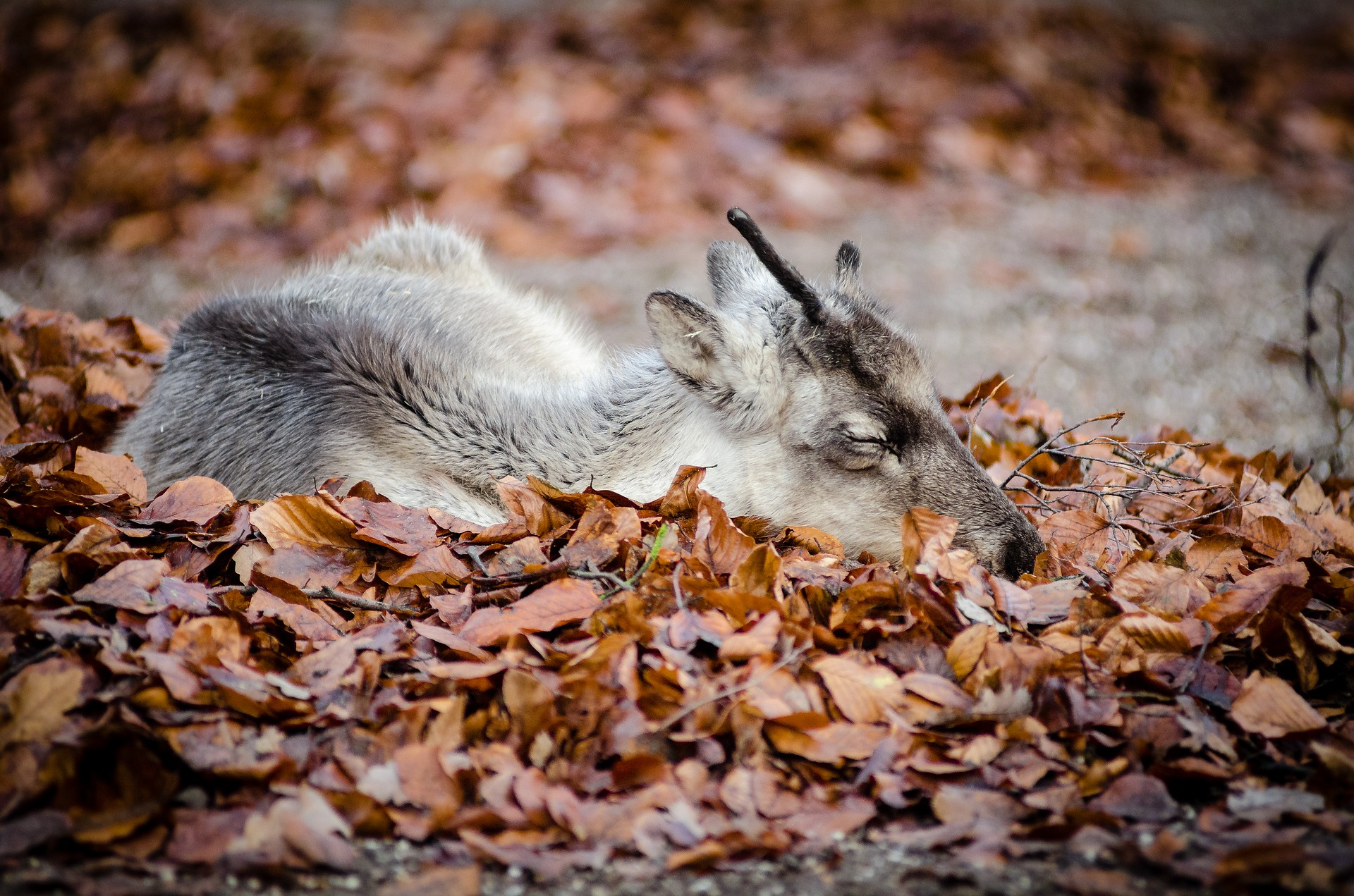 fall camping - Respect fall wildlife