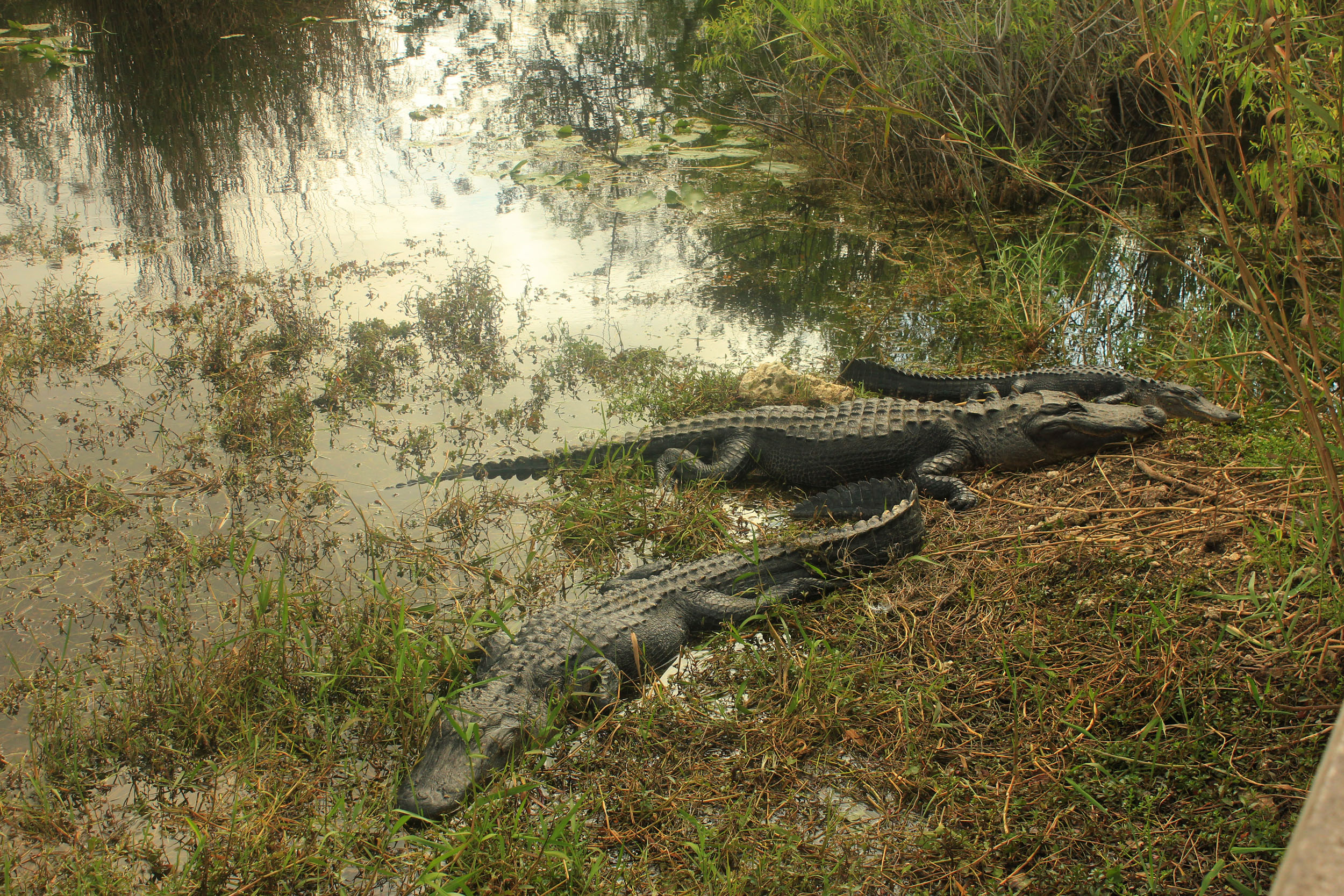 weekend getaways in Florida - Everglades National Park