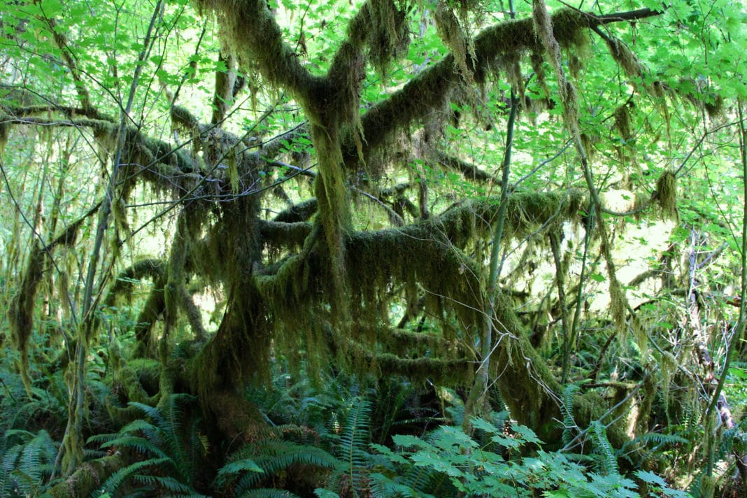 things to do in Washington state - Hall of Mosses in Forks