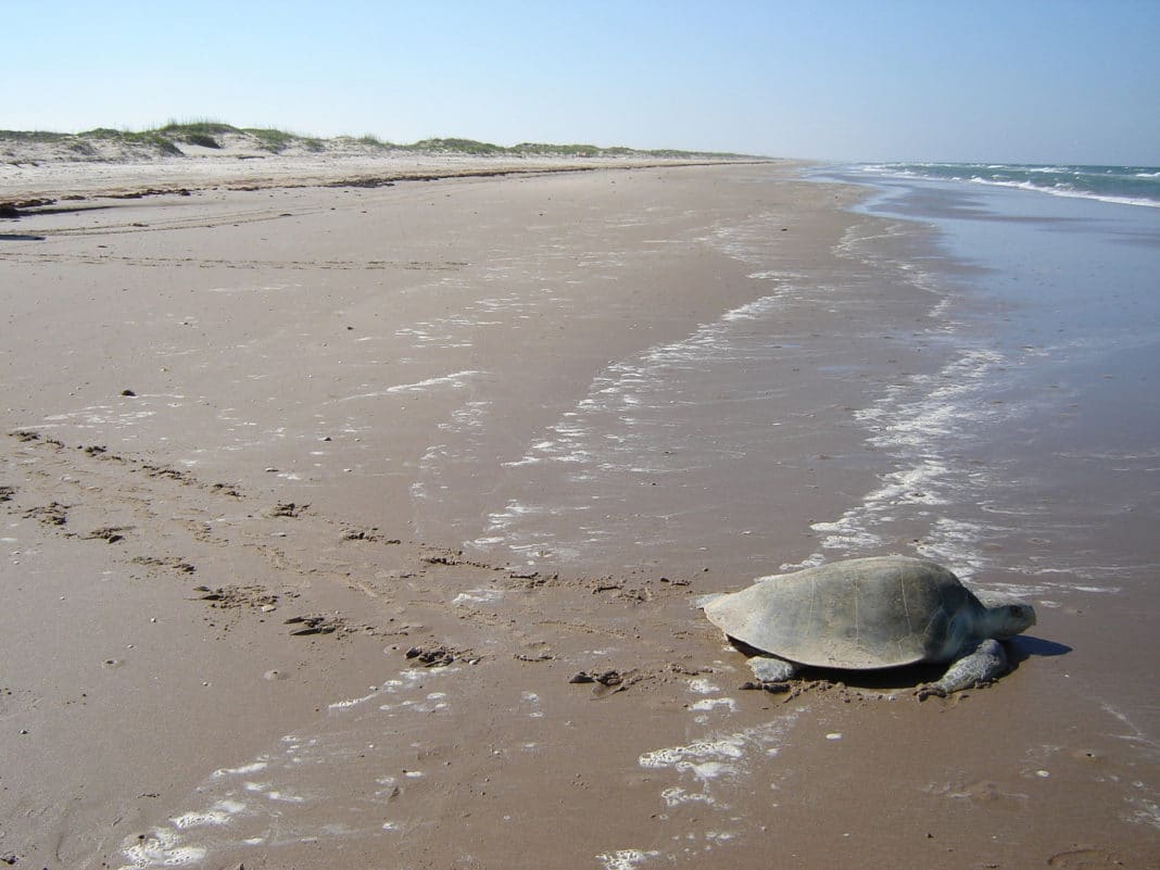 best beaches in texas - Padre Island National Seashore