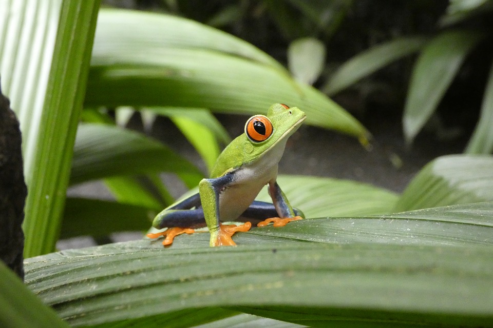 best time to visit Costa Rica - Wildlife Viewing