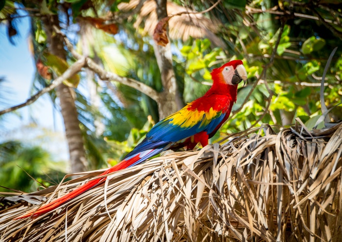 best time to visit Costa Rica - Bird Watching