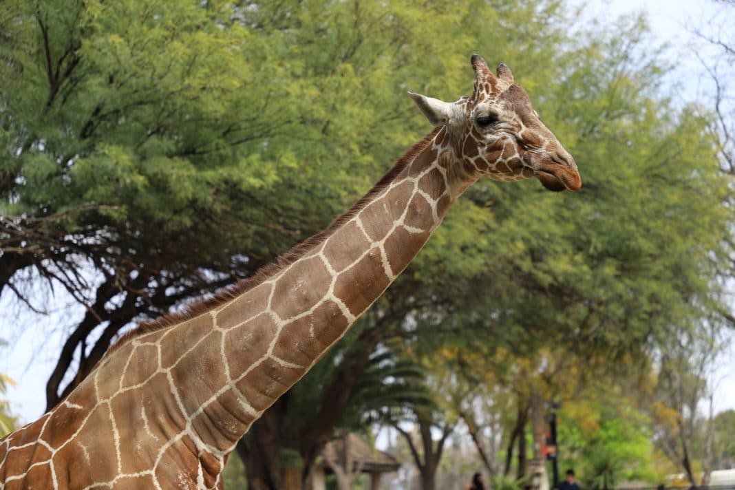 Fun Things to Do in Tucson - Reid Park Zoo