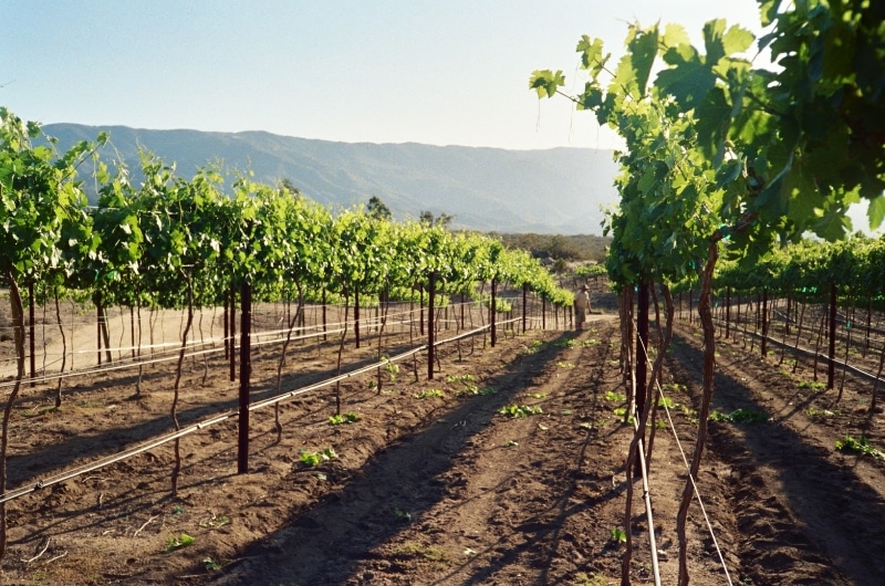 San Diego Wineries - Hawk Watch Winery