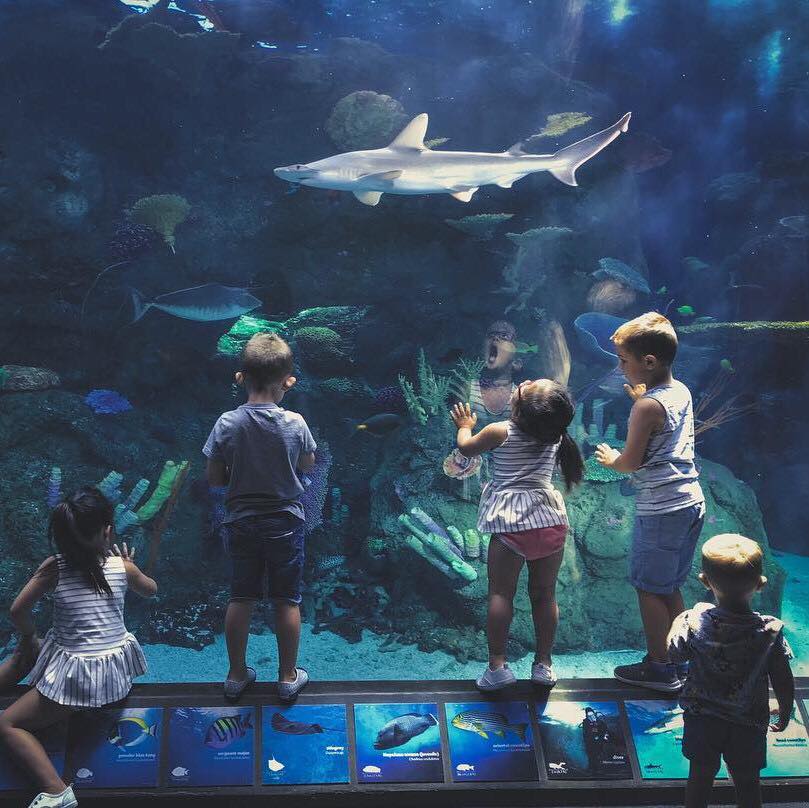 things to do in long beach - Aquarium of the Pacific