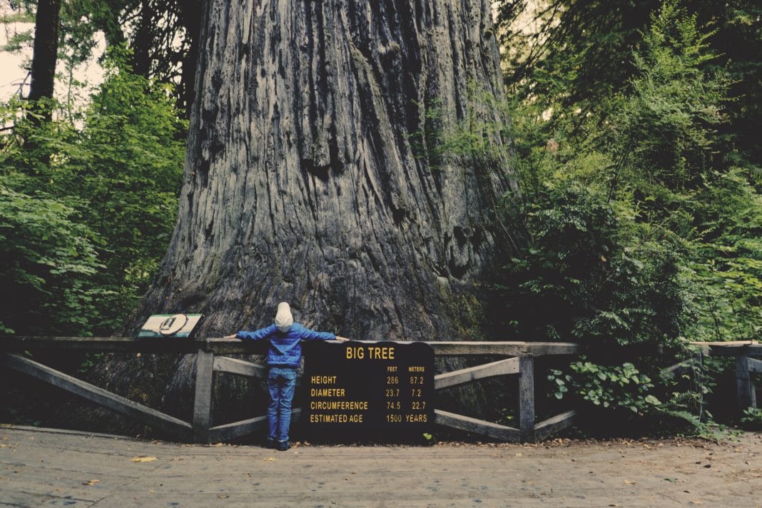 best national parks in california - Redwood National Park