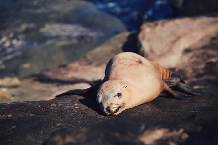 free things to do in san diego - La Jolla Cave