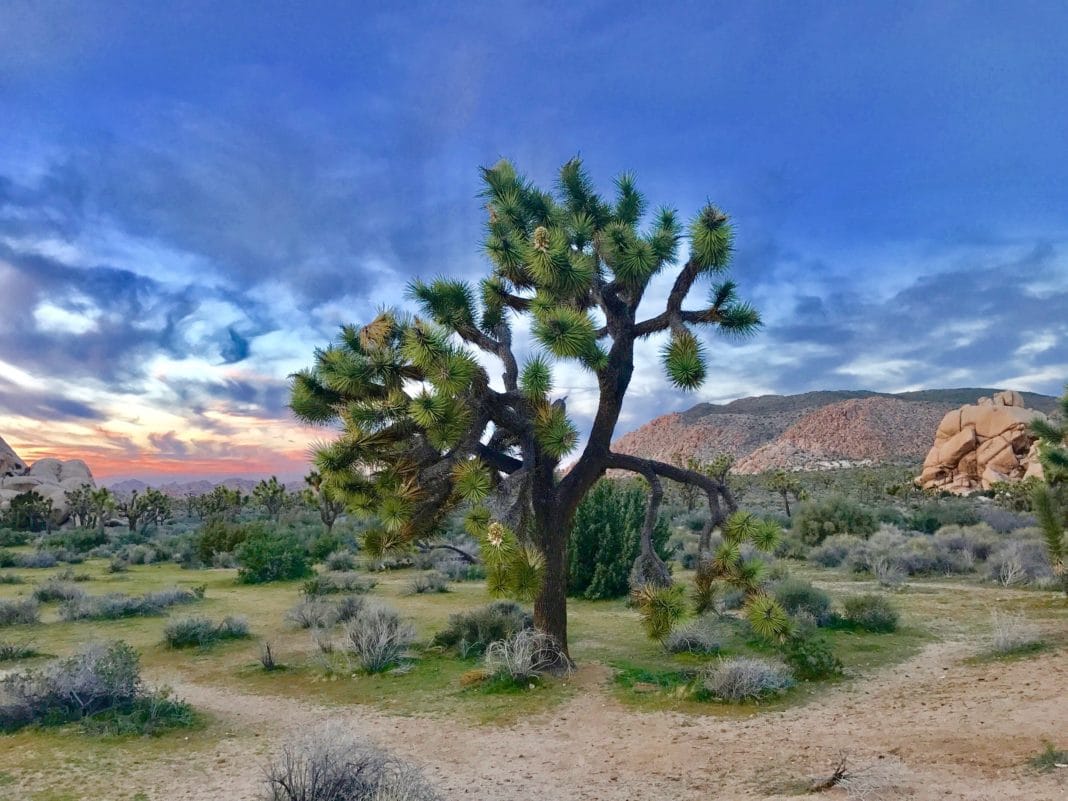 best national parks in california -  Joshua Tree