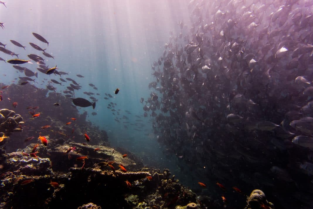 things to do in Cancun - Great Mayan Reef