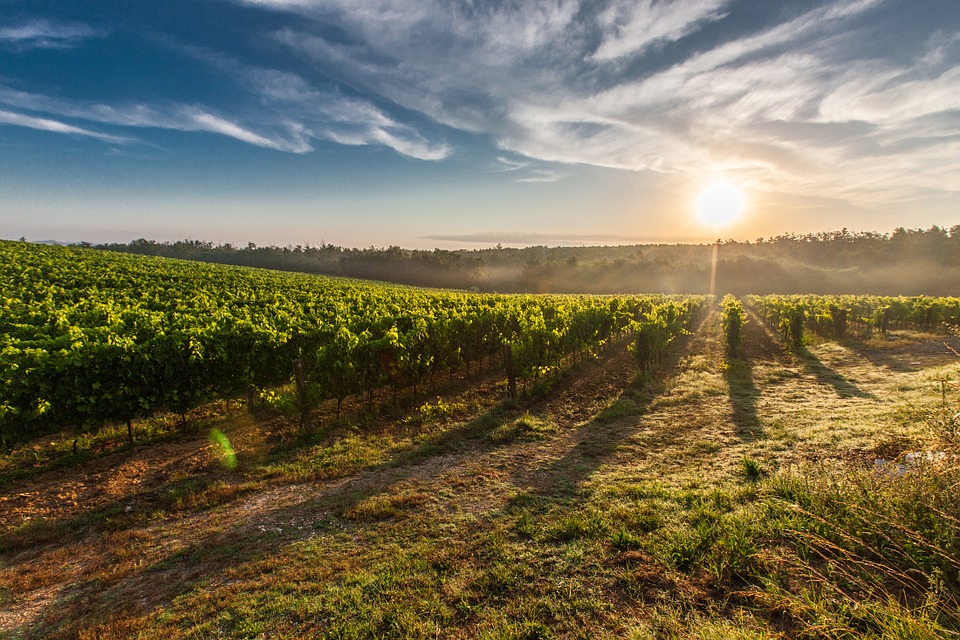 best time to visit Italy - Wine Country