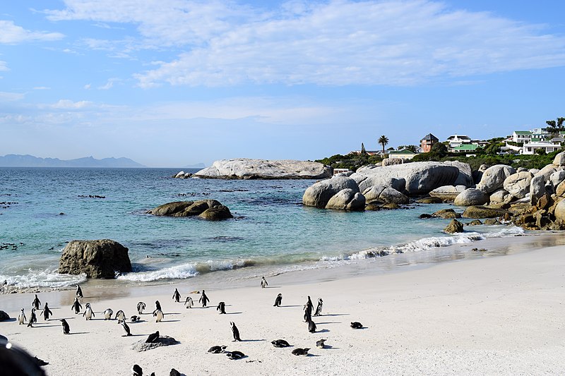 sights in cape town - Penguins