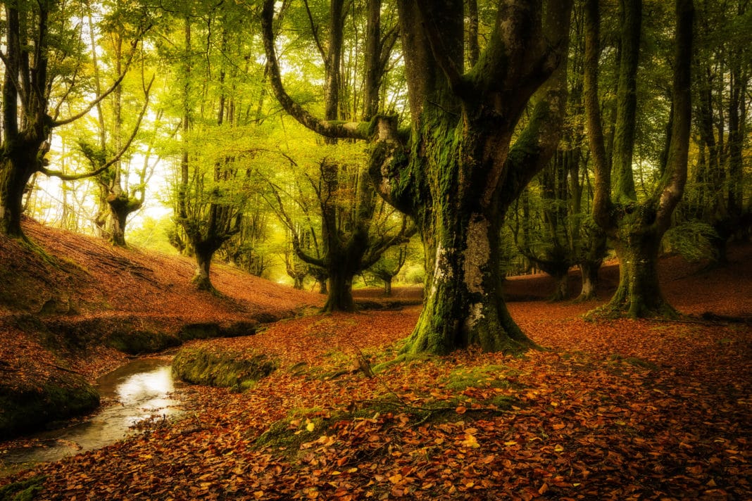 best places to visit in Spain - Gorbea Natural Park