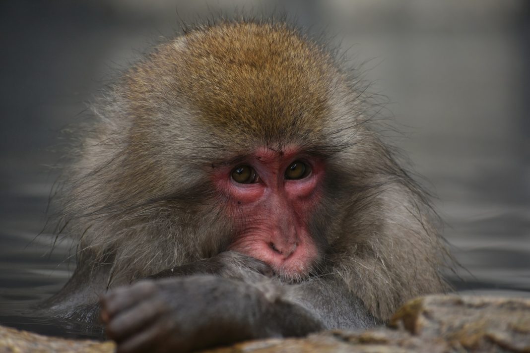 best things to do in japan - Monkey Park