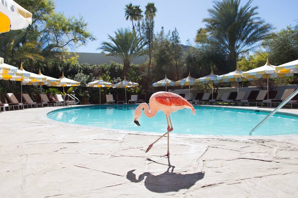 best hotels in palm springs - Parker