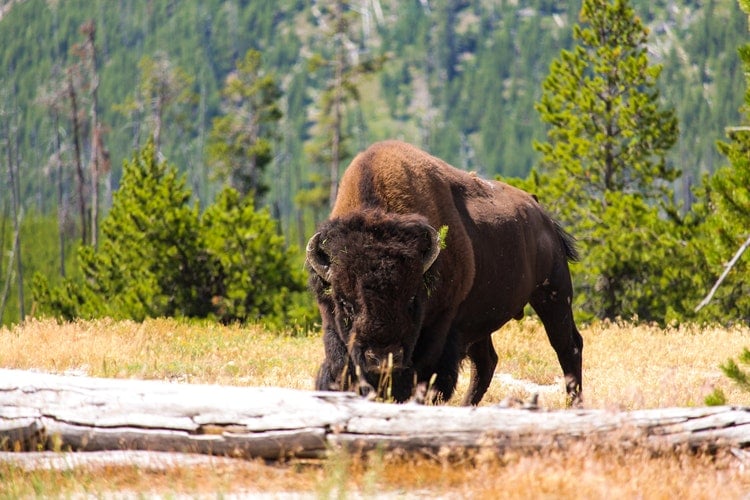 visit Yellowstone - National Park