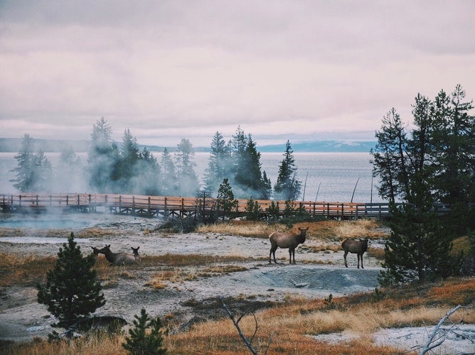 visit Yellowstone - park