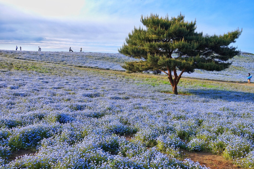 secret travel destinations - Hitachi Seaside Park, Ibaraki, Japan