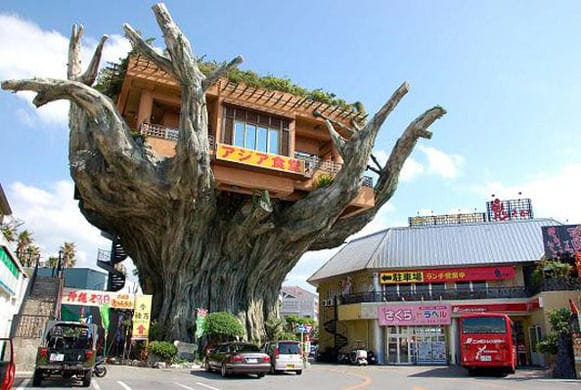 coolest coffee shops around the world - Tree Coffee, Naha Harbour, Japan