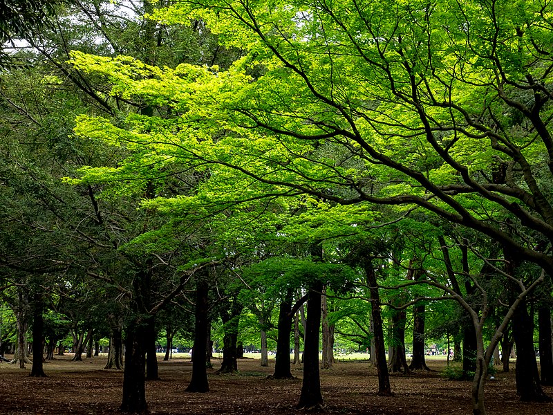coolest places to visit in Tokyo - Yoyogi Park