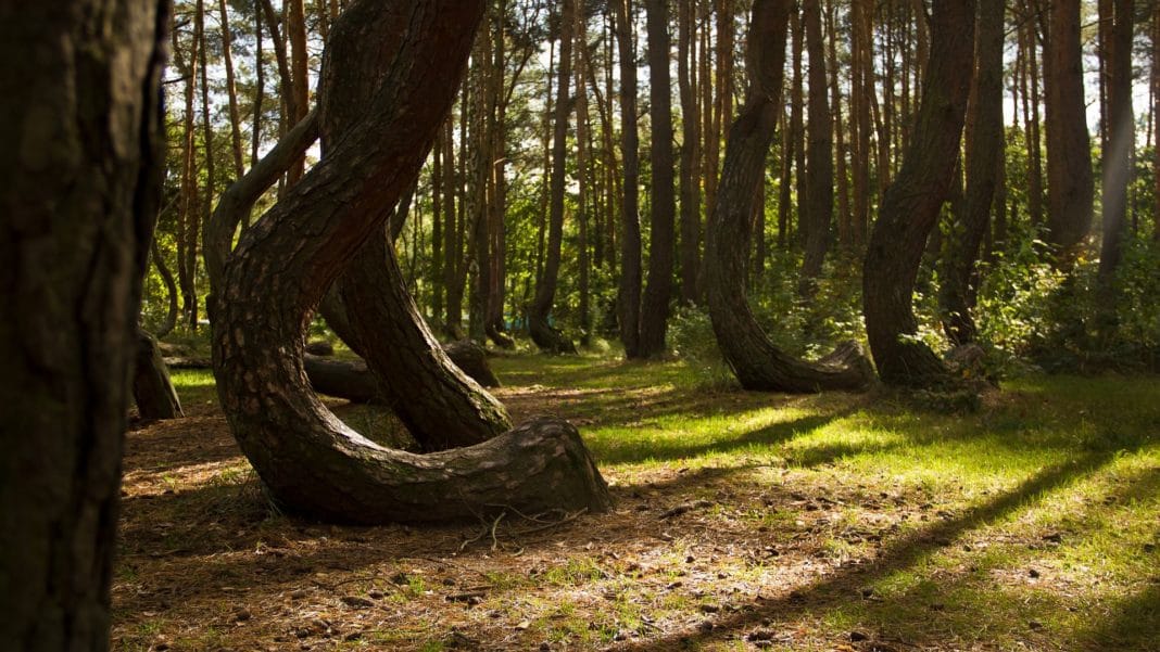 secret travel destinations - Crooked Forest, Nowe Czarnowo, Poland