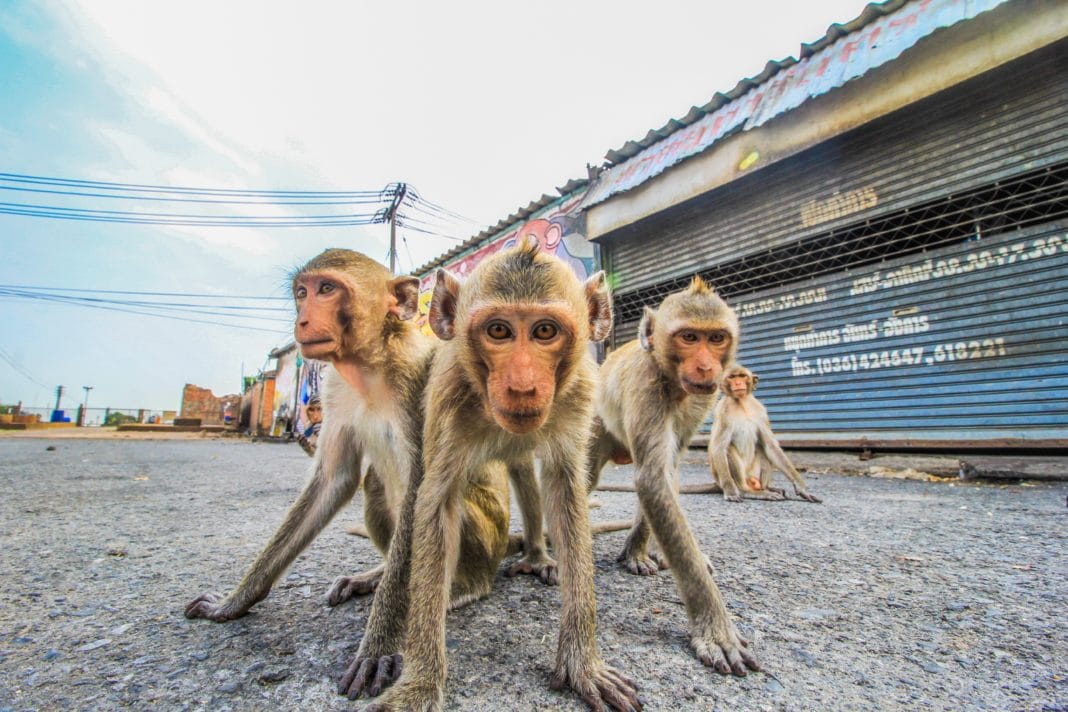 best places to visit in thailand - Lopburi