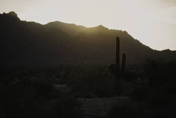 best places to visit in Arizona - Saguaro National Park