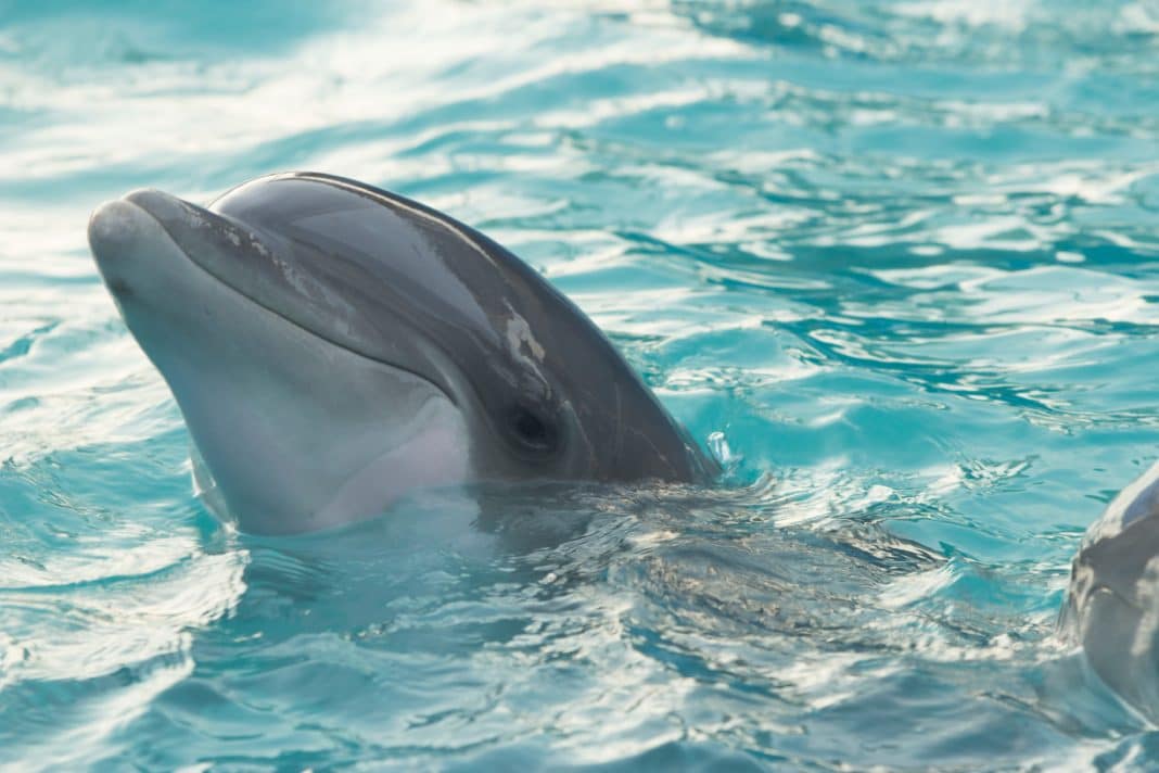 things to do in Destin - Go on a Dolphin Cruise