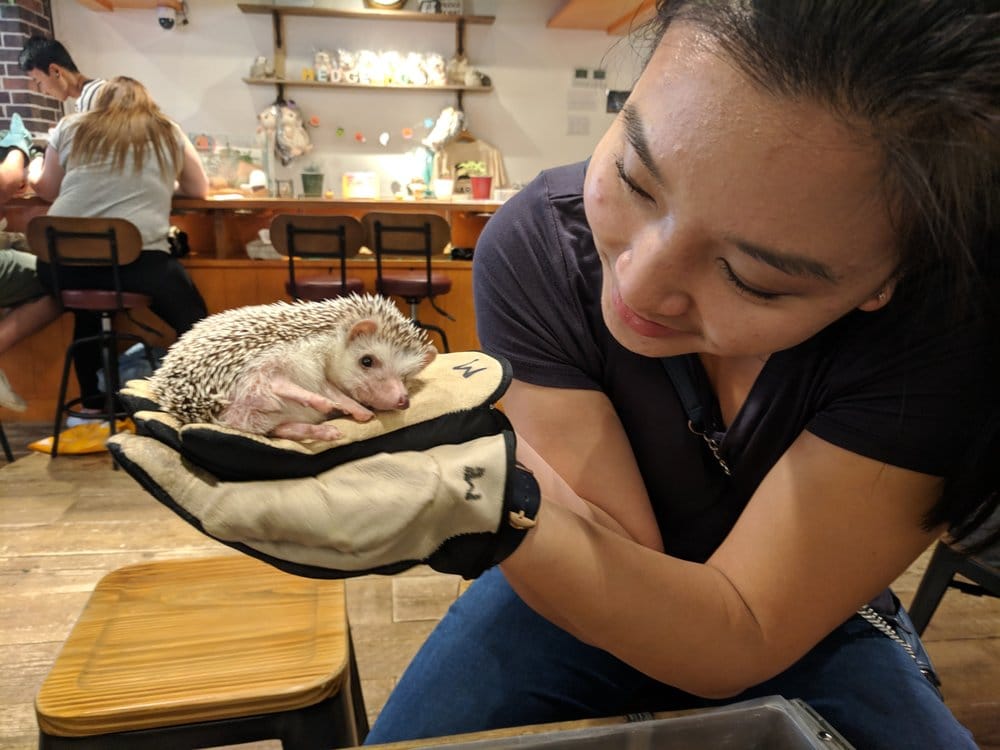 coolest coffee shops around the world - Hedgehog Cafe, Harry, Japan
