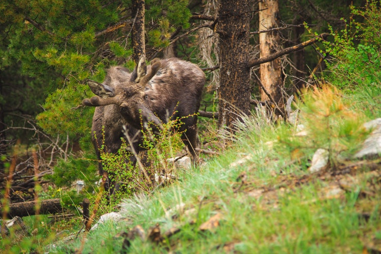 things to do in anchorage Alaska - Wildlife Conservation Center