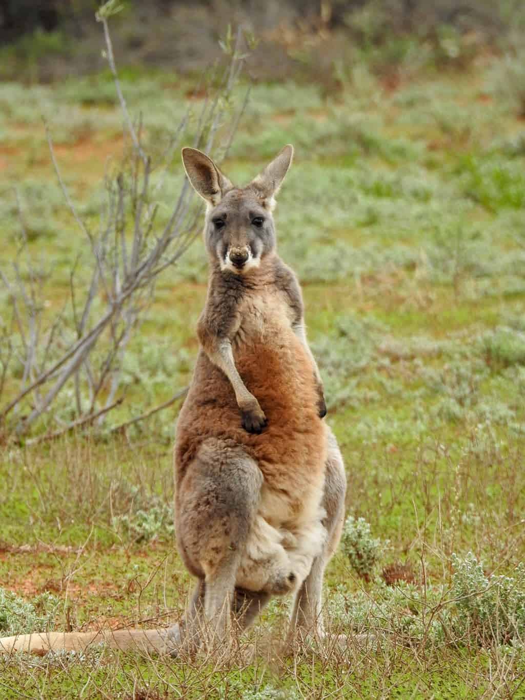 Moving to Australia - Cute kangaroo