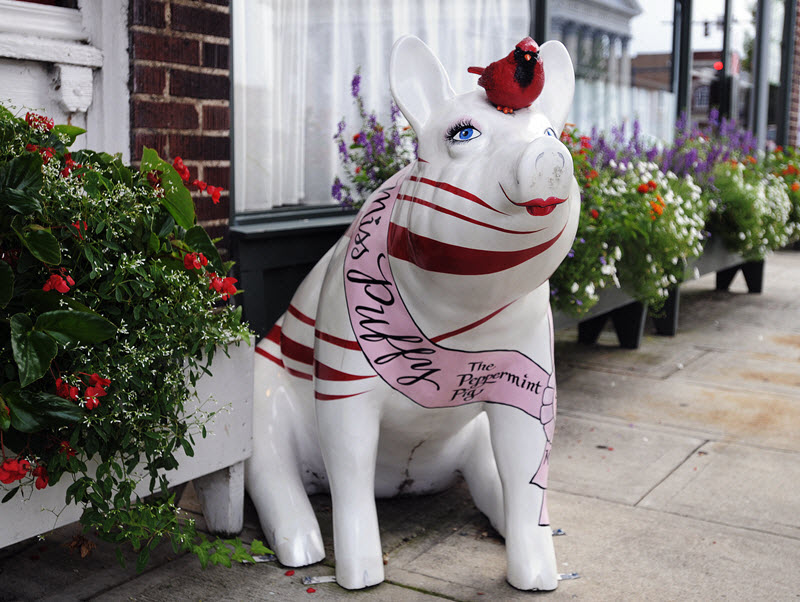 A candy swirl pig in uptown Lexington, NC