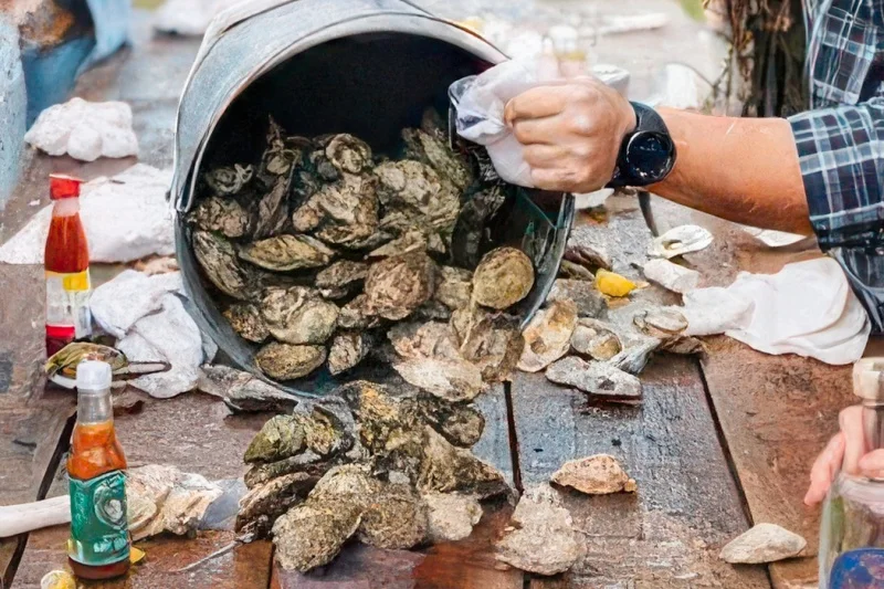 A bucket of steamed oysters is dumped on a picnic table for shucking