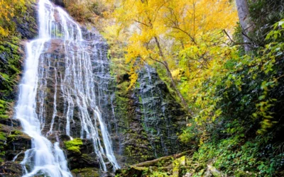 Half-Day Waterfall Adventure – Scenic Asheville Tour in Pisgah Forest