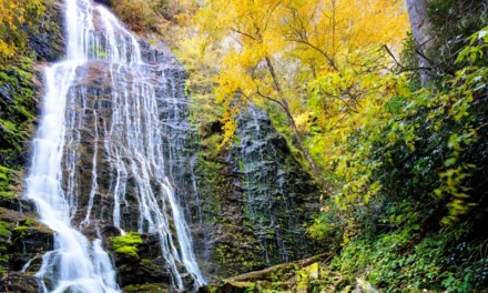 Half-Day Waterfall Adventure – Scenic Asheville Tour in Pisgah Forest