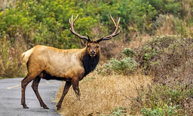 Smoky Mountain Jeep Safari – Asheville Elk & Waterfall Tour