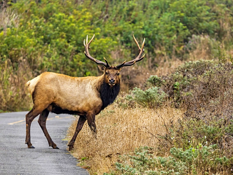 Smoky Mountain Jeep Safari – Asheville Elk & Waterfall Tour