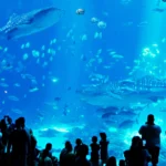 Atlanta CityPASS – 5 Top Attractions, One Low Price