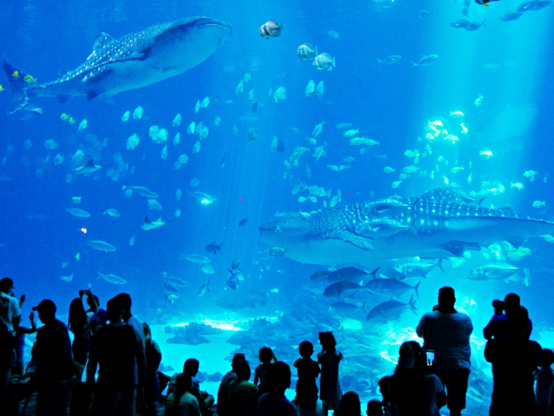 Atlanta CityPASS – 5 Top Attractions, One Low Price
