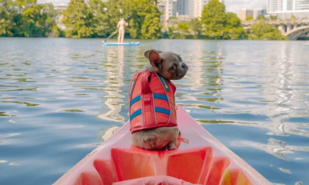 Austin Sunset Kayak and Bat Tour