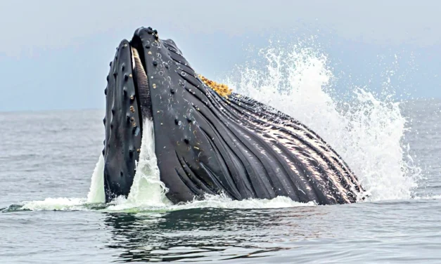 Whale Watching in Boston – Ocean Giants, Up Close and Wild