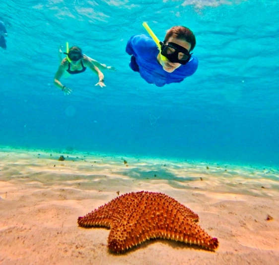Starfish on the Cozumel snorkel excursion.