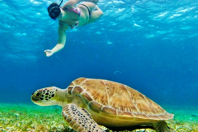 Snorkel with sea turtles in Cozumel, Mexico