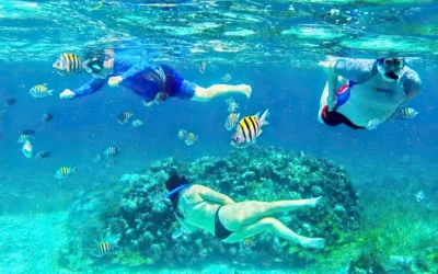 Cozumel Snorkeling: Starfish, Sharks & Turtles