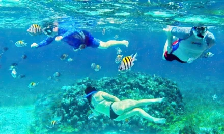 Cozumel Snorkeling: Starfish, Sharks & Turtles