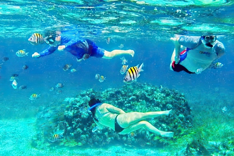 Cozumel Snorkeling: Starfish, Sharks & Turtles